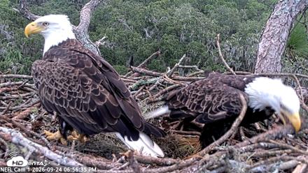 NE Florida Eagles Live Webcam - Sep 24, 2026, 6:57pm EDT