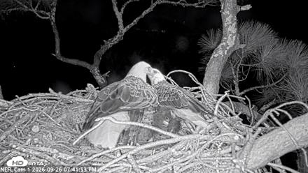NE Florida Eagles Live Webcam - Sep 26, 2026, 7:43pm EDT
