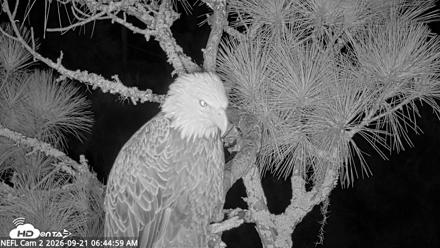 NE Florida Eagles Live Webcam - Sep 21, 2026, 6:46am EDT