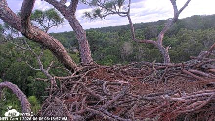 NE Florida Eagles Live Webcam - Jun 6, 2026, 6:21am EDT