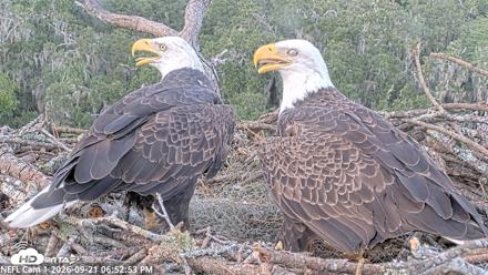 NE Florida Eagles Live Webcam - Sep 21, 2026, 6:53pm EDT