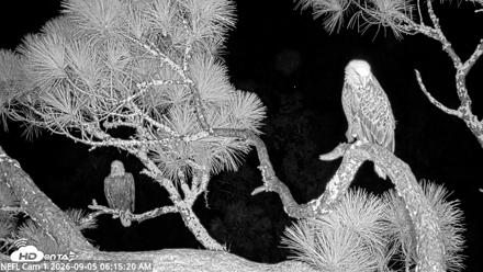 NE Florida Eagles Live Webcam - Sep 5, 2026, 6:16am EDT