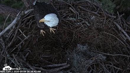NE Florida Eagles Live Webcam - Sep 4, 2026, 6:39am EDT
