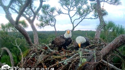 NE Florida Eagles Live Webcam - Sep 21, 2026, 7:26am EDT