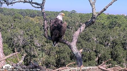 NE Florida Eagles Live Webcam - Oct 13, 2026, 12:17pm EDT