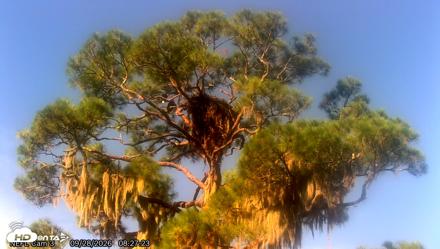 NE Florida Eagles Live Webcam - Sep 28, 2026, 8:28am EDT