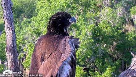 NE Florida Eagles Live Webcam - Apr 13, 2026, 5:19pm EDT