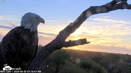 NE Florida Eagles Live Webcam - Aug 30, 2026, 7:17am EDT