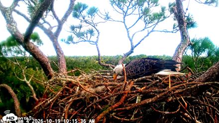 NE Florida Eagles Live Webcam - Oct 19, 2026, 10:16am EDT