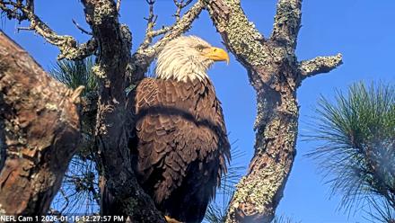 NE Florida Eagles Live Webcam - Jan 16, 2026, 12:28pm EST