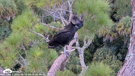 NE Florida Eagles Live Webcam - Sep 13, 2026, 4:53pm EDT