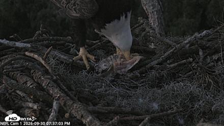 NE Florida Eagles Live Webcam - Sep 30, 2026, 7:37pm EDT