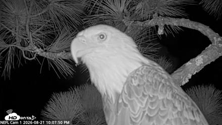 NE Florida Eagles Live Webcam - Aug 21, 2026, 10:08pm EDT