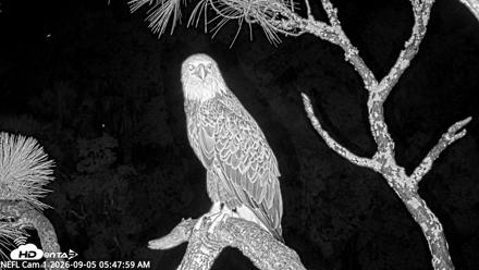 NE Florida Eagles Live Webcam - Sep 5, 2026, 5:50am EDT
