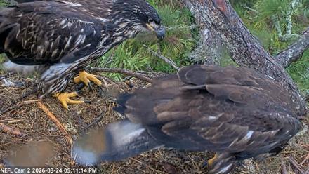 NE Florida Eagles Live Webcam - Mar 24, 2026, 5:11pm EDT