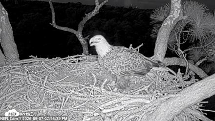 NE Florida Eagles Live Webcam - Sep 7, 2026, 7:57pm EDT