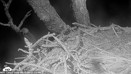 NE Florida Eagles Live Webcam - Apr 19, 2026, 6:22am EDT