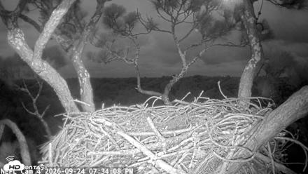 NE Florida Eagles Live Webcam - Sep 24, 2026, 7:35pm EDT