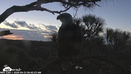 NE Florida Eagles Live Webcam - Sep 23, 2026, 6:47am EDT