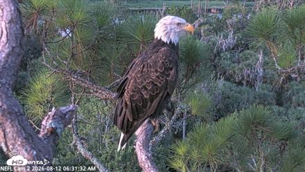 NE Florida Eagles Live Webcam - Aug 12, 2026, 6:32am EDT