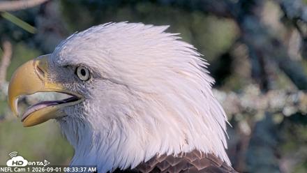 NE Florida Eagles Live Webcam - Sep 1, 2026, 8:34am EDT