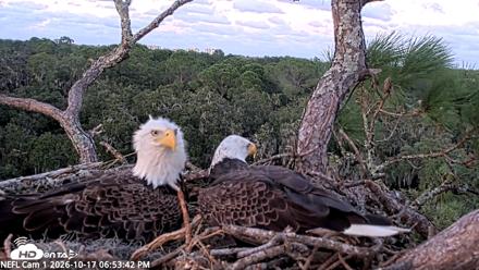 NE Florida Eagles Live Webcam - Oct 17, 2026, 6:54pm EDT
