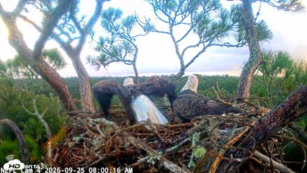 NE Florida Eagles Live Webcam - Sep 25, 2026, 8:01am EDT