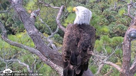 NE Florida Eagles Live Webcam - Sep 25, 2026, 10:48am EDT