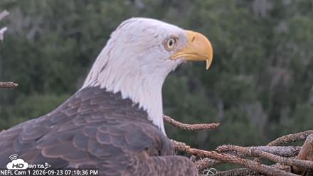 NE Florida Eagles Live Webcam - Sep 23, 2026, 7:11pm EDT