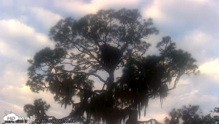 NE Florida Eagles Live Webcam - Apr 30, 2026, 7:12am EDT