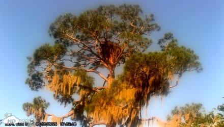 NE Florida Eagles Live Webcam - May 15, 2026, 7:54am EDT