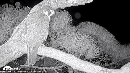 NE Florida Eagles Live Webcam - Oct 7, 2026, 12:31am EDT