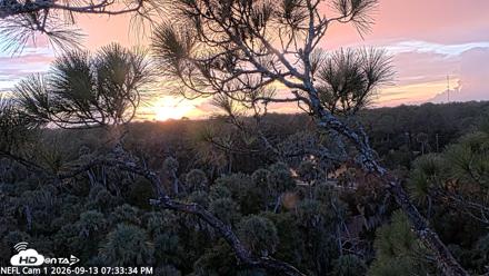 NE Florida Eagles Live Webcam - Sep 13, 2026, 7:34pm EDT