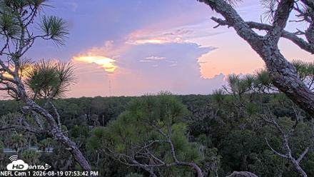 NE Florida Eagles Live Webcam - Aug 19, 2026, 7:54pm EDT