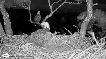 NE Florida Eagles Live Webcam - Sep 28, 2026, 7:38pm EDT