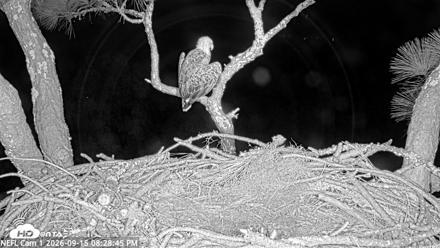 NE Florida Eagles Live Webcam - Sep 15, 2026, 8:29pm EDT