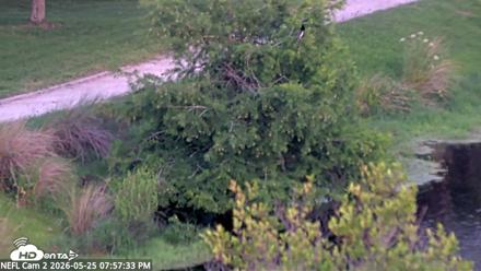 NE Florida Eagles Live Webcam - May 25, 2026, 7:58pm EDT