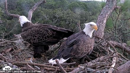 NE Florida Eagles Live Webcam - Sep 24, 2026, 7:14am EDT