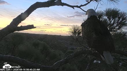 NE Florida Eagles Live Webcam - Sep 16, 2026, 6:46am EDT