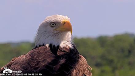 NE Florida Eagles Live Webcam - May 3, 2026, 10:49am EDT