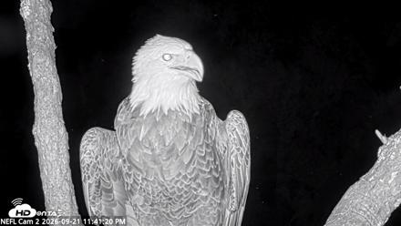 NE Florida Eagles Live Webcam - Sep 21, 2026, 11:42pm EDT