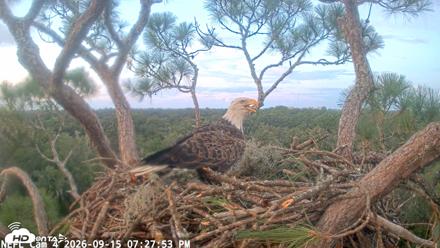 NE Florida Eagles Live Webcam - Sep 15, 2026, 7:28pm EDT