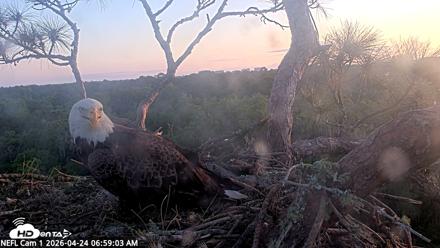 NE Florida Eagles Live Webcam - Apr 24, 2026, 7:00am EDT