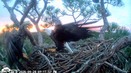 NE Florida Eagles Live Webcam - Sep 29, 2026, 7:12pm EDT