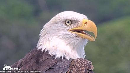 NE Florida Eagles Live Webcam - Sep 14, 2026, 12:44pm EDT