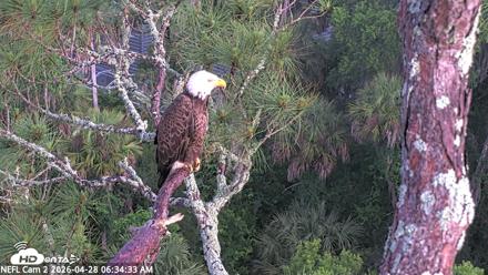 NE Florida Eagles Live Webcam - Apr 28, 2026, 6:35am EDT