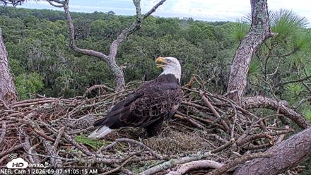 NE Florida Eagles Live Webcam - Sep 7, 2026, 11:06am EDT