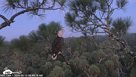 NE Florida Eagles Live Webcam - Sep 13, 2026, 6:50am EDT