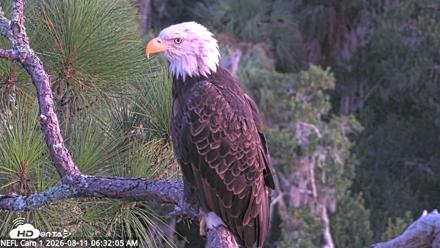NE Florida Eagles Live Webcam - Aug 11, 2026, 6:33am EDT