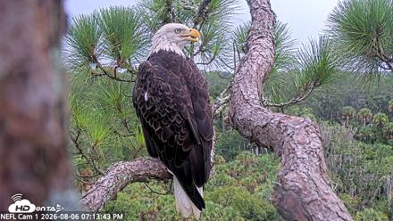 NE Florida Eagles Live Webcam - Aug 6, 2026, 7:14pm EDT